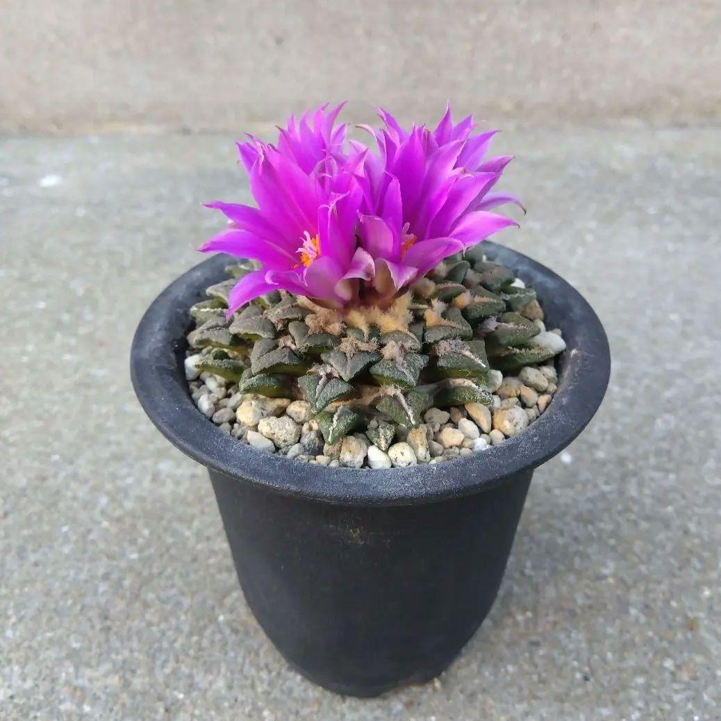 ☆サボテン　黒牡丹　自家繁殖苗　実生苗　鉢付き速達配送