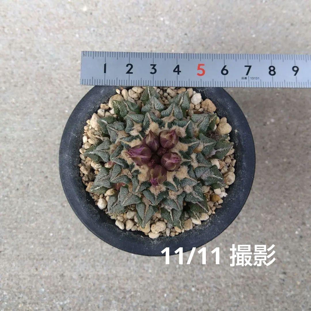 ☆サボテン　黒牡丹　自家繁殖苗　実生苗　鉢付き速達配送