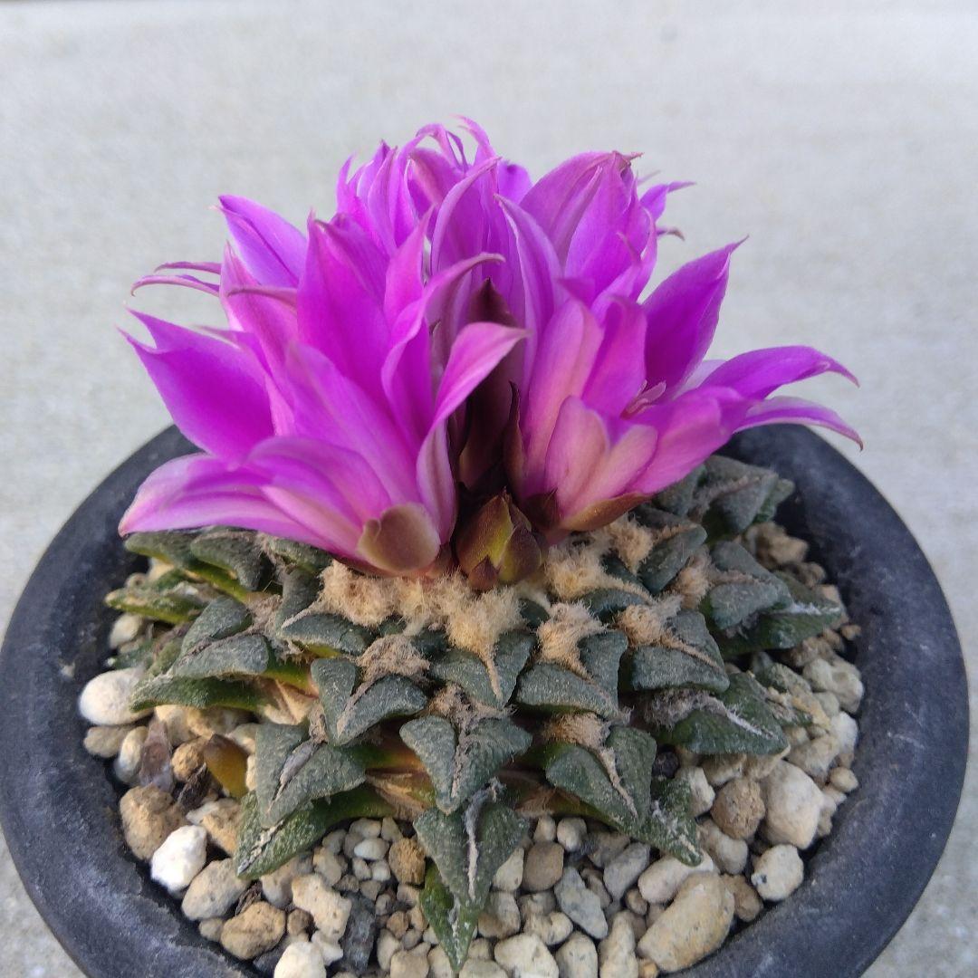 ☆サボテン　黒牡丹　自家繁殖苗　実生苗　鉢付き速達配送