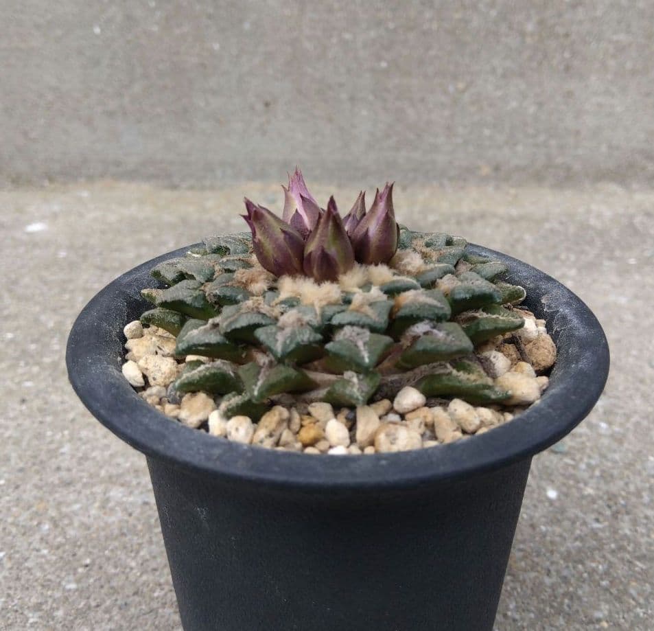 ☆サボテン　黒牡丹　自家繁殖苗　実生苗　鉢付き速達配送