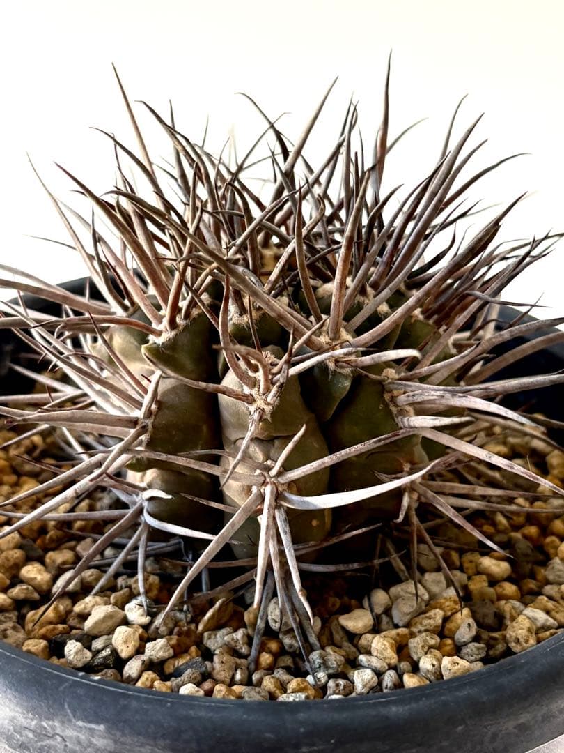 【コレクター品】ギムノカリキウム　守金魔天竜　特大株　発根済　横幅14㎝