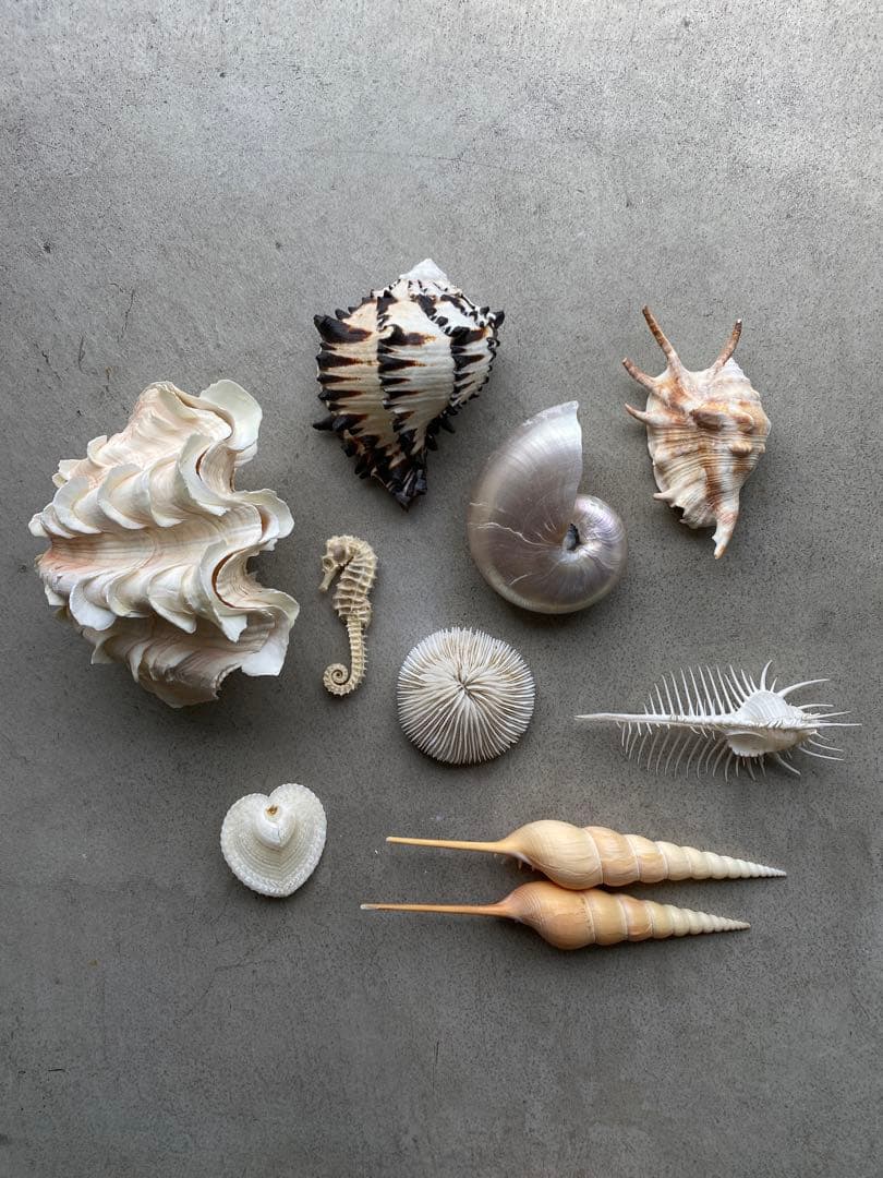 【レア】 標本 タツノオトシゴ オウムガイ オウム貝 ヒレシャコガイ ホネガイ