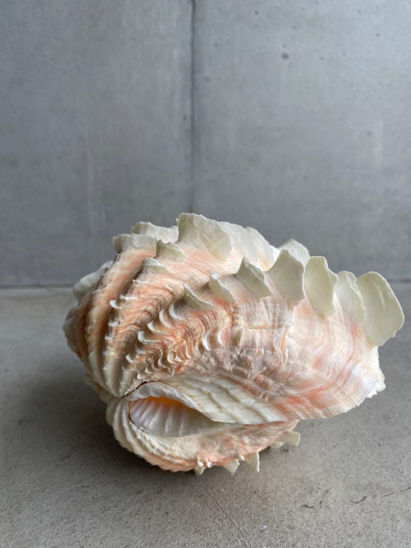 【レア】 標本 タツノオトシゴ オウムガイ オウム貝 ヒレシャコガイ ホネガイ