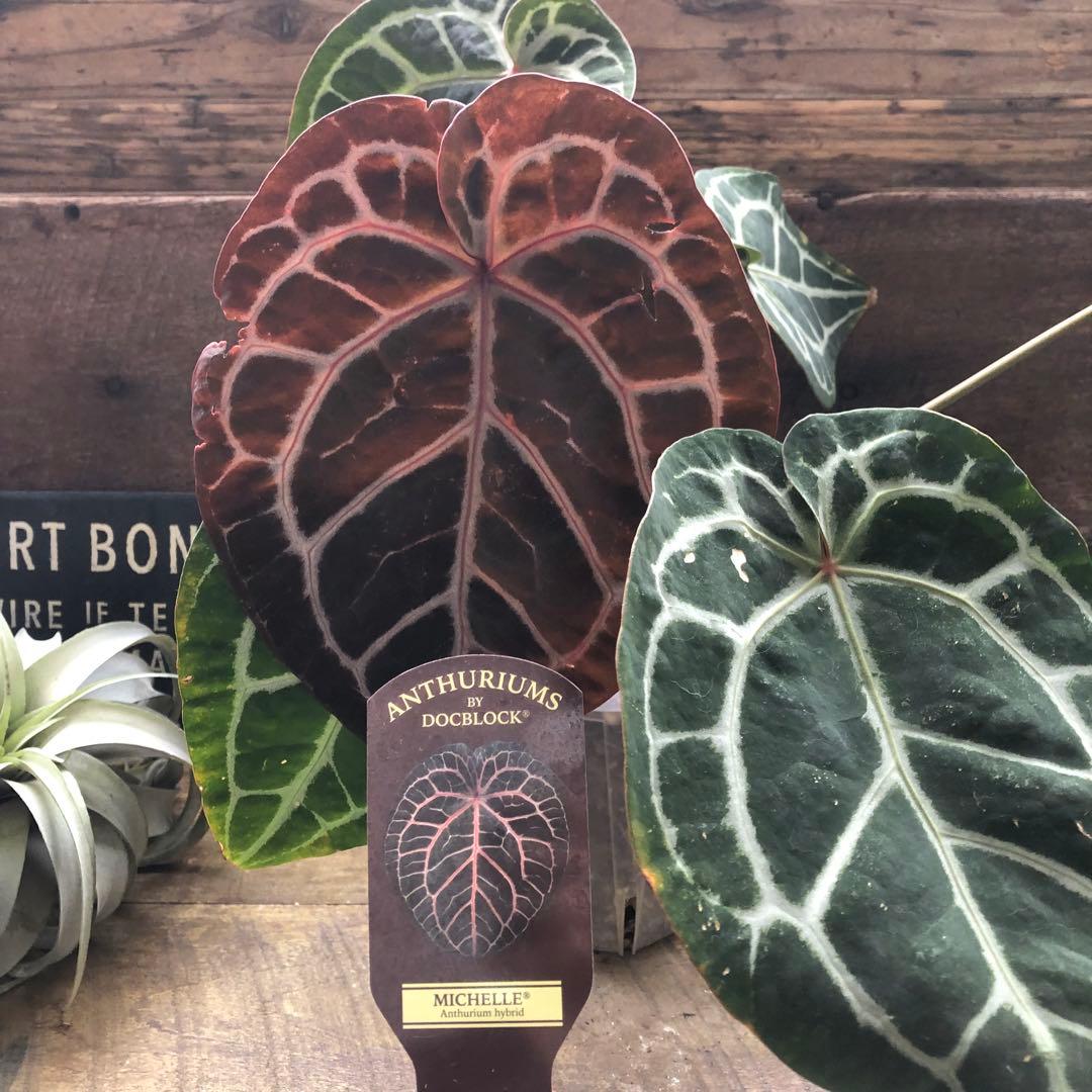 現品！お値下げ♡アンスリウム　ミシェル♡ポットごと♡希少♡観葉植物