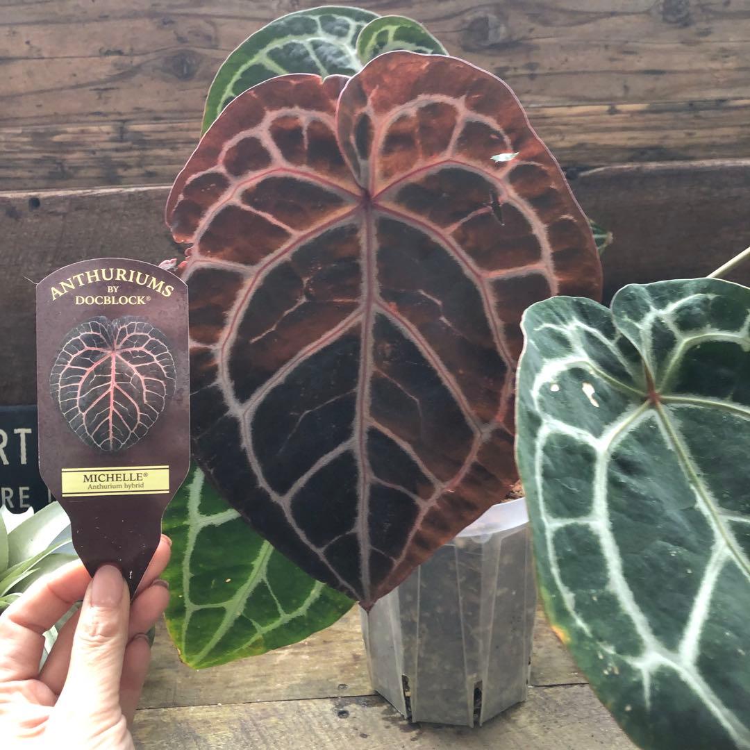 現品！お値下げ♡アンスリウム　ミシェル♡ポットごと♡希少♡観葉植物