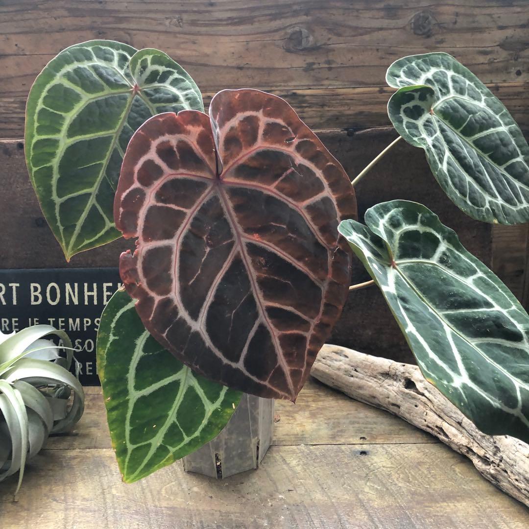 現品！お値下げ♡アンスリウム　ミシェル♡ポットごと♡希少♡観葉植物