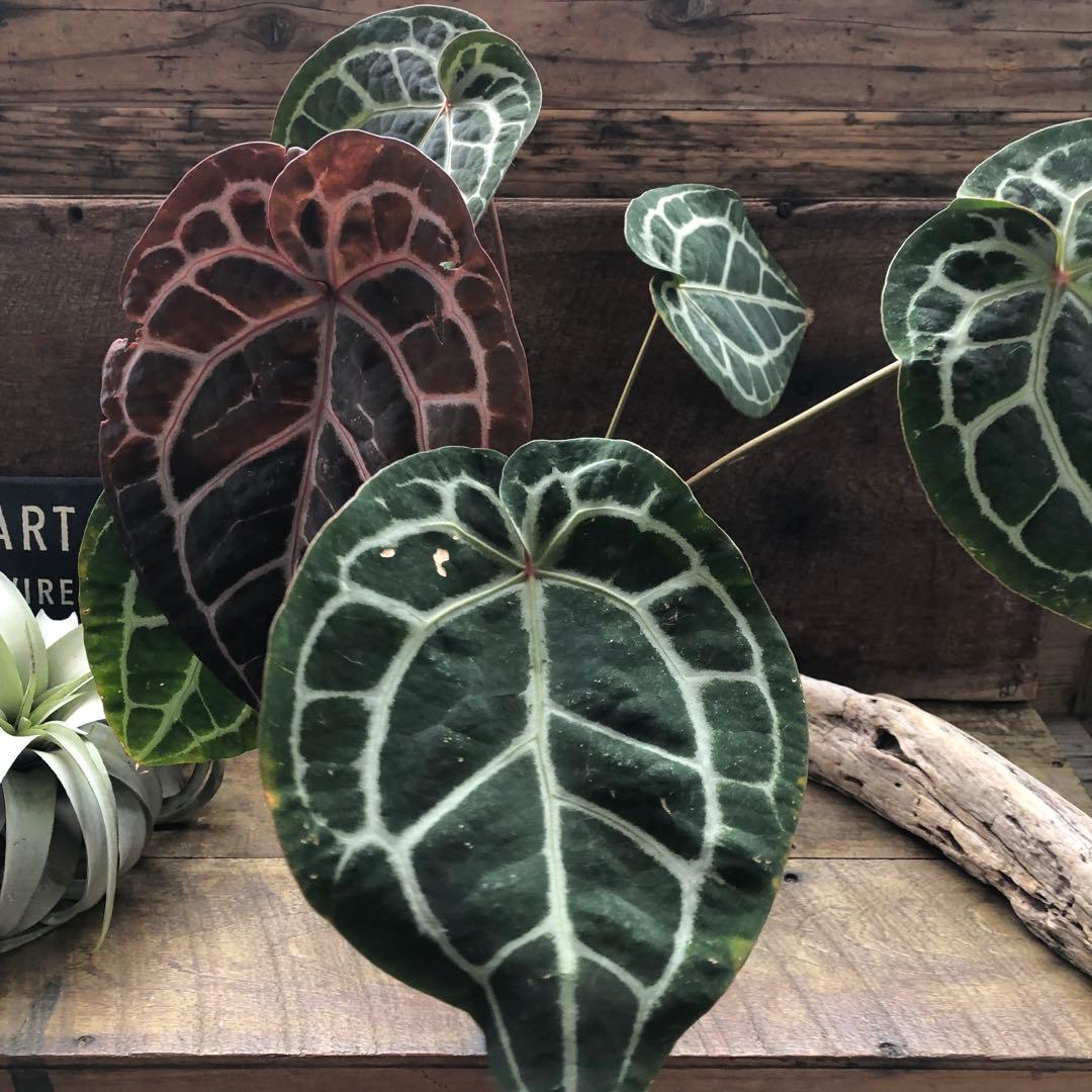 現品！お値下げ♡アンスリウム　ミシェル♡ポットごと♡希少♡観葉植物