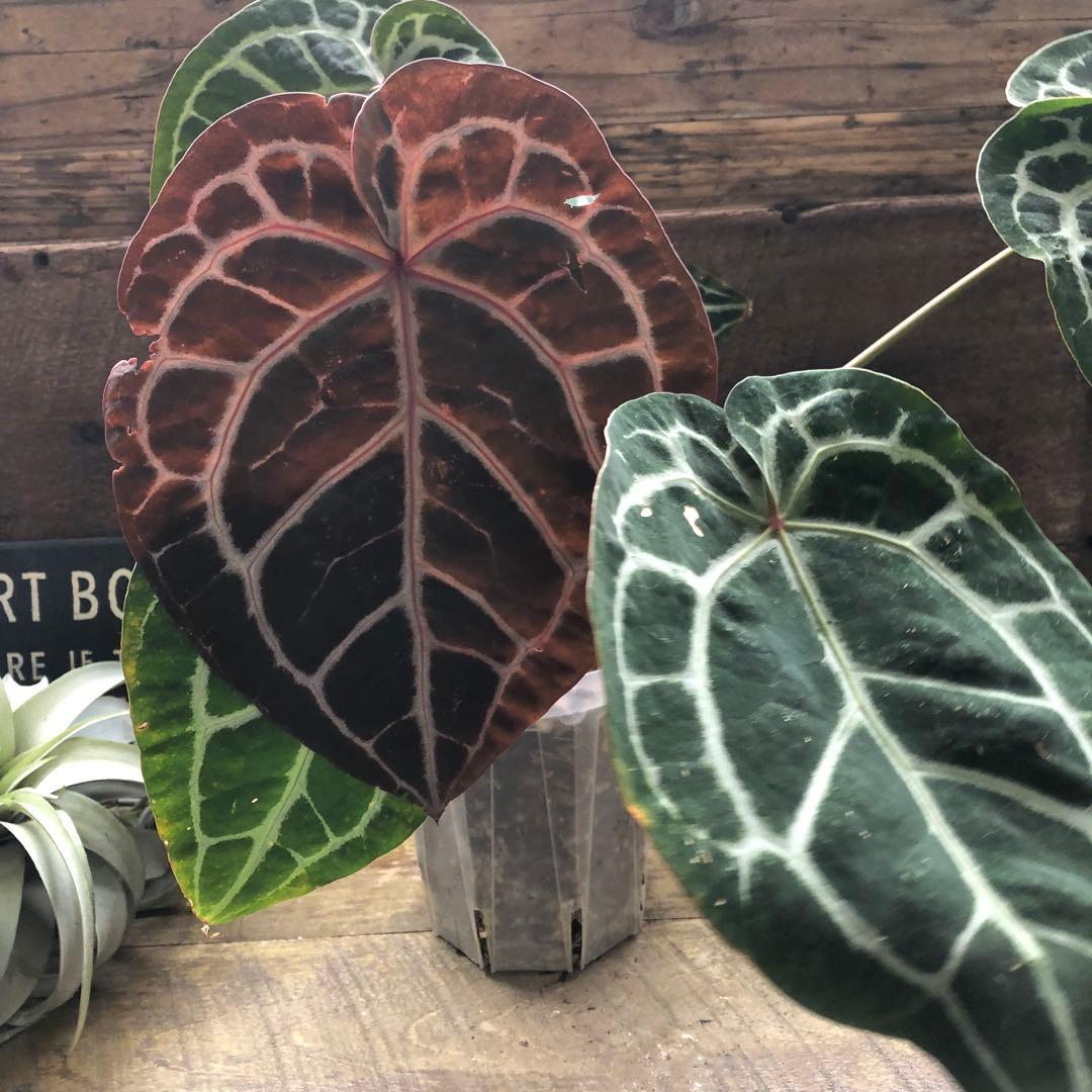 現品！お値下げ♡アンスリウム　ミシェル♡ポットごと♡希少♡観葉植物