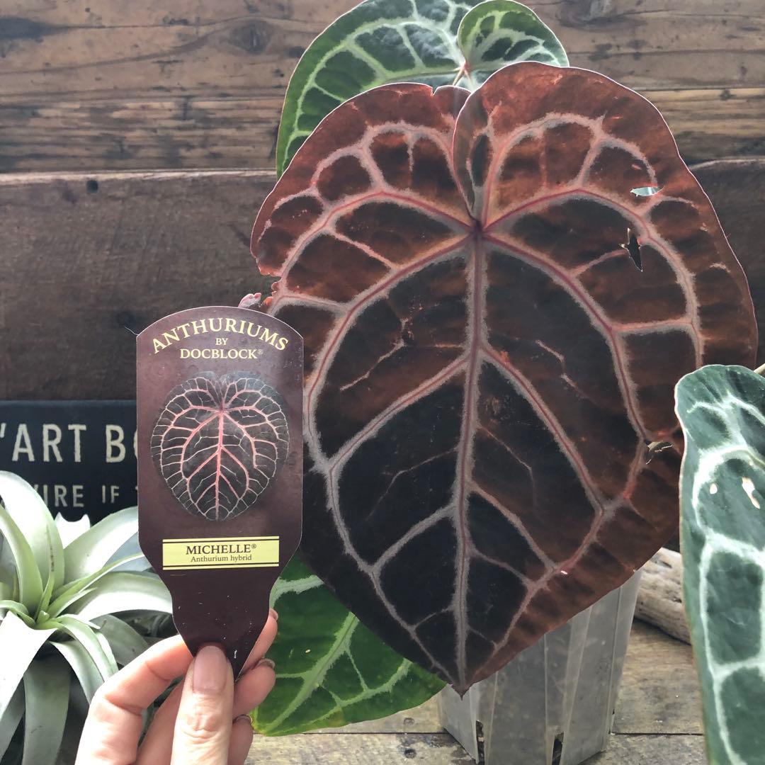 現品！お値下げ♡アンスリウム　ミシェル♡ポットごと♡希少♡観葉植物