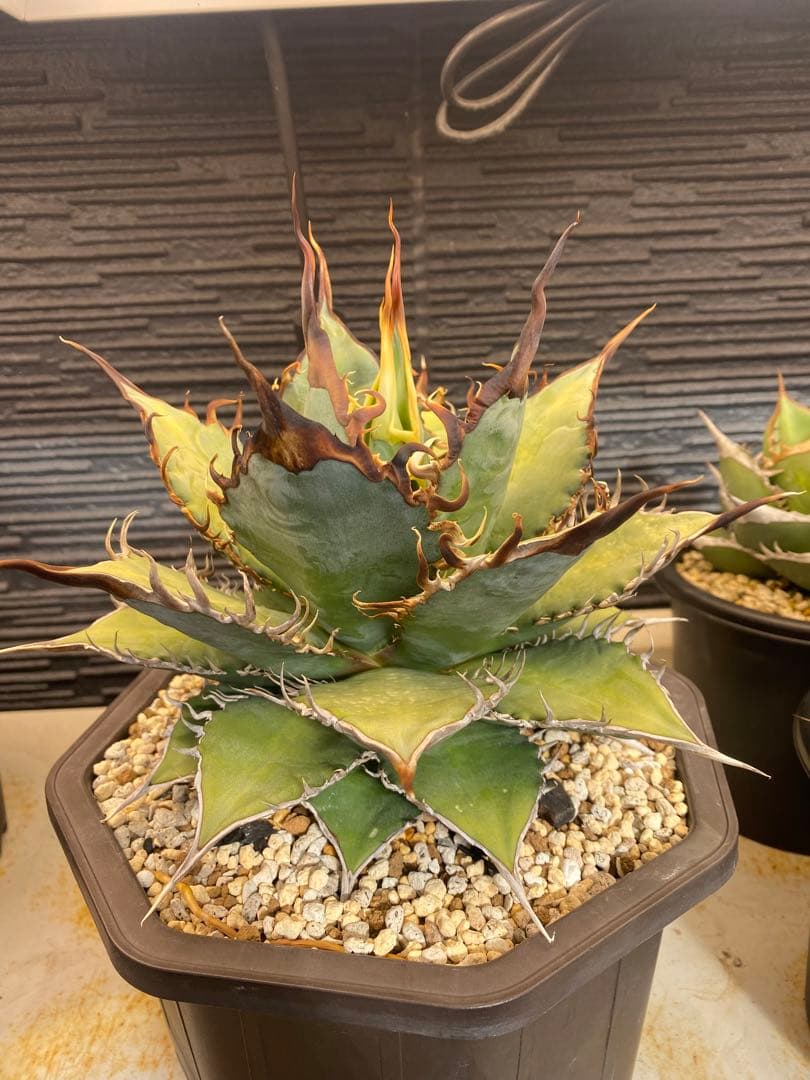 アガベ　オテロイ　実生