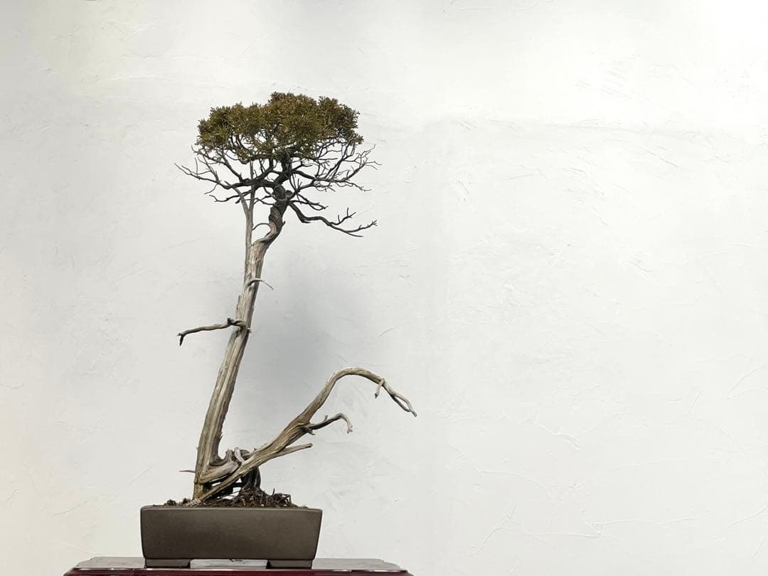 三河盆栽　山木　シンパク　盆栽