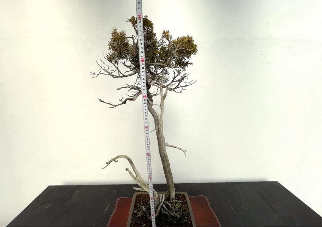 三河盆栽　山木　シンパク　盆栽