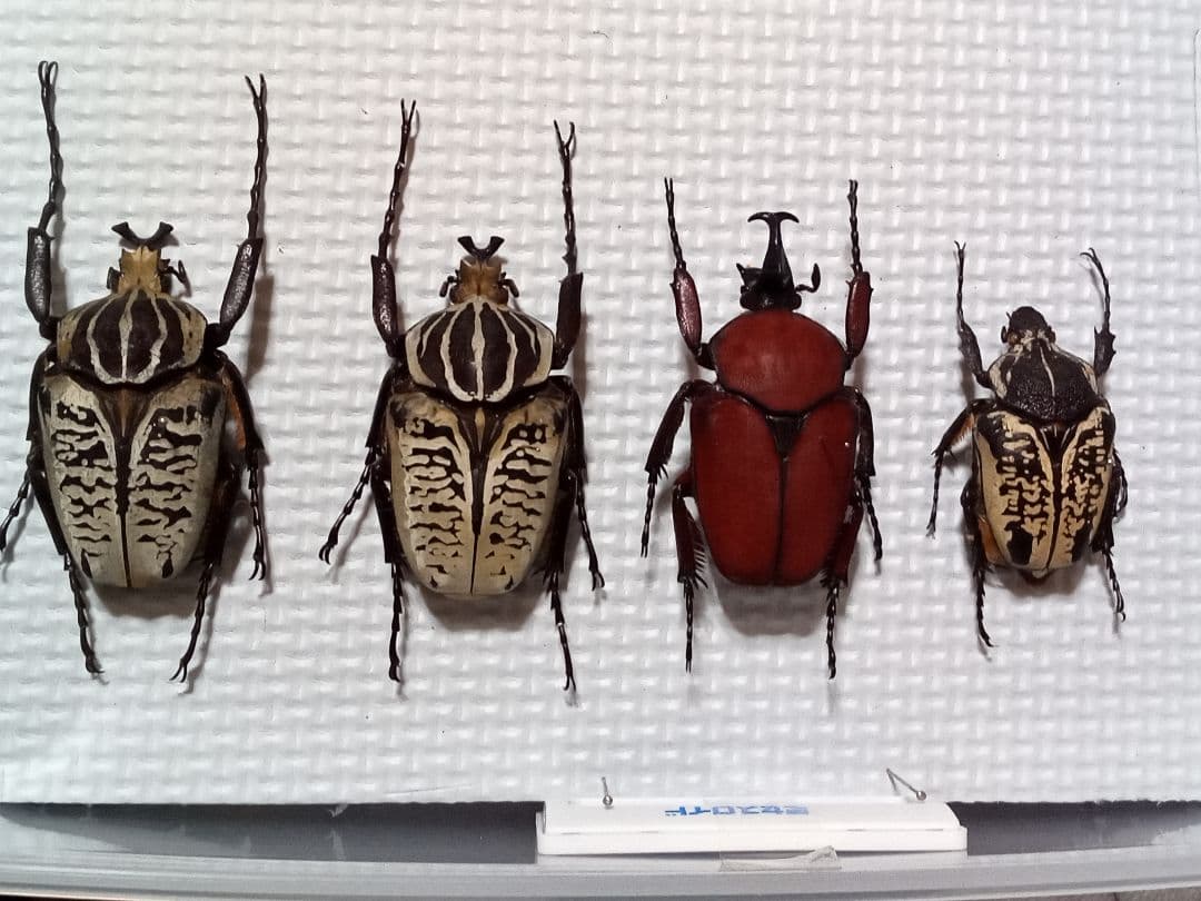 お得！カナブン、ハナムグリ4匹セット。外国産。