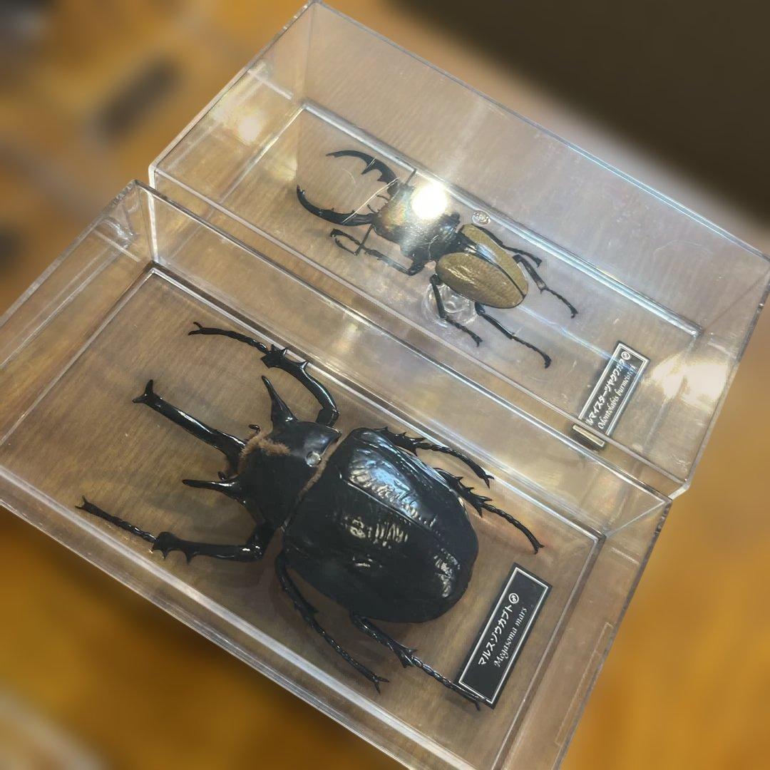 ディアゴスティーニ　世界の昆虫　全64種　コンプリート　クワガタ　カブトムシ