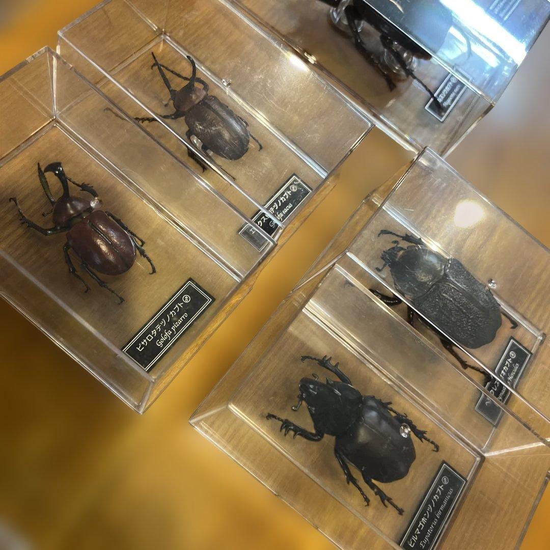 ディアゴスティーニ　世界の昆虫　全64種　コンプリート　クワガタ　カブトムシ