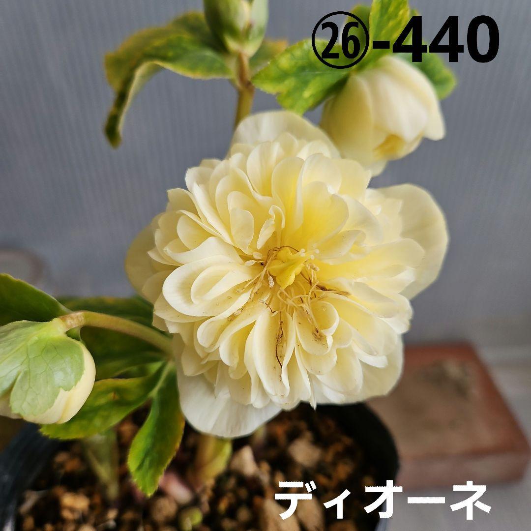 チョラコ☆様お取り置き苗㉖-440クリスマスローズ