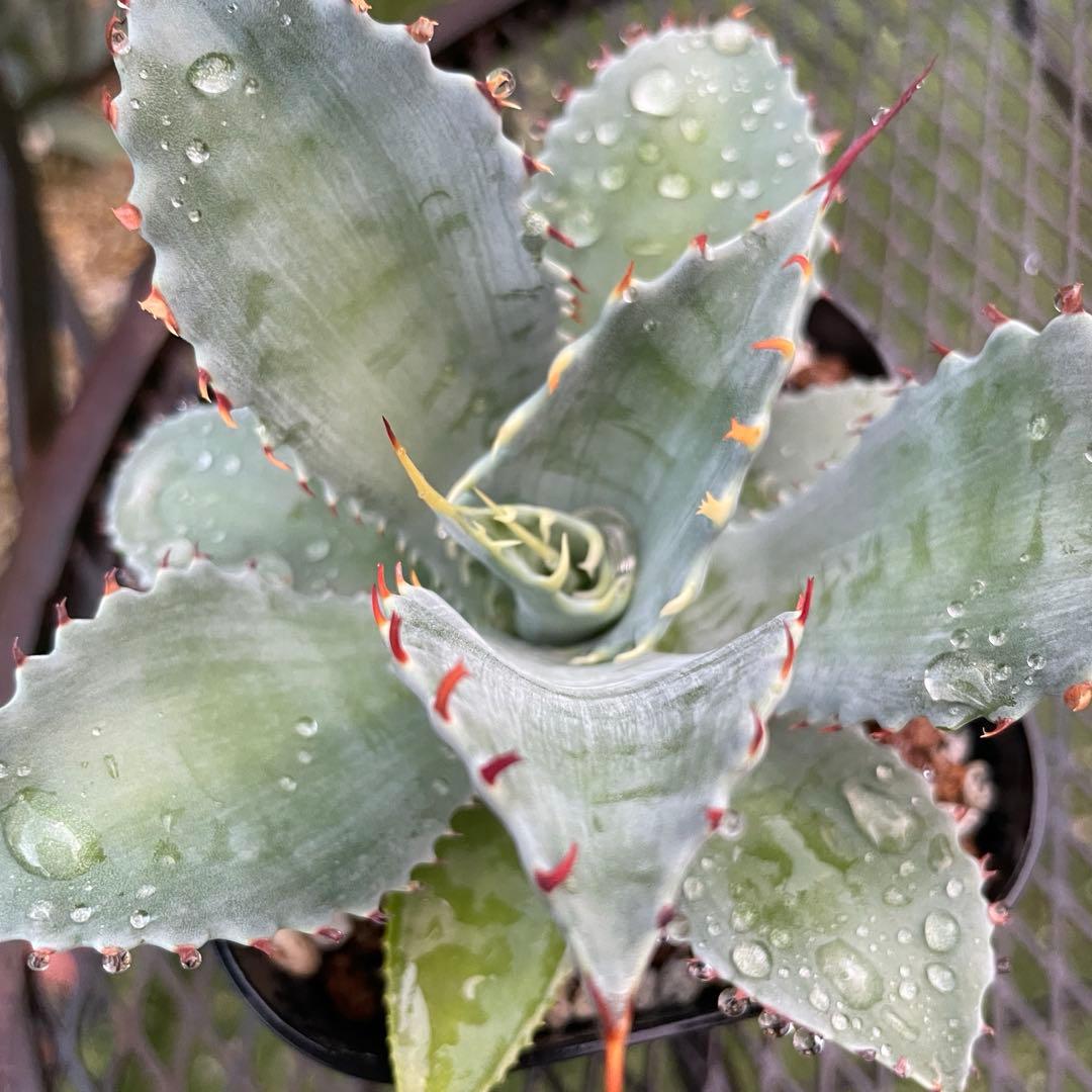 アガベ　赤蟹爪　中株　ハイブリッド　フロスティクリスタル