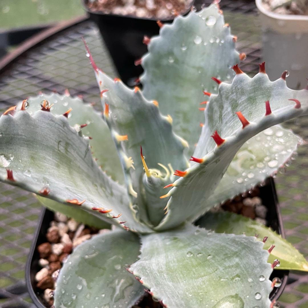 アガベ　赤蟹爪　中株　ハイブリッド　フロスティクリスタル