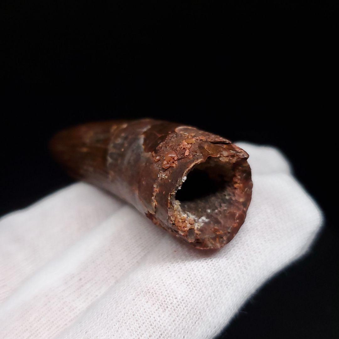 美品 スピノサウルス 本物 モロッコ産 56.58mm sp474