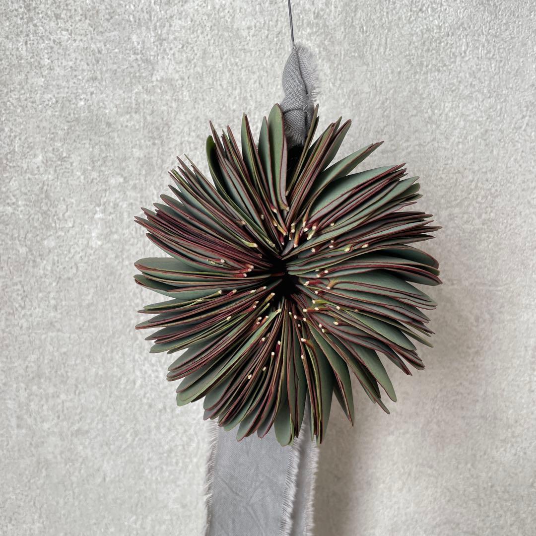 【サンプル】ユーカリミルフィーユリース