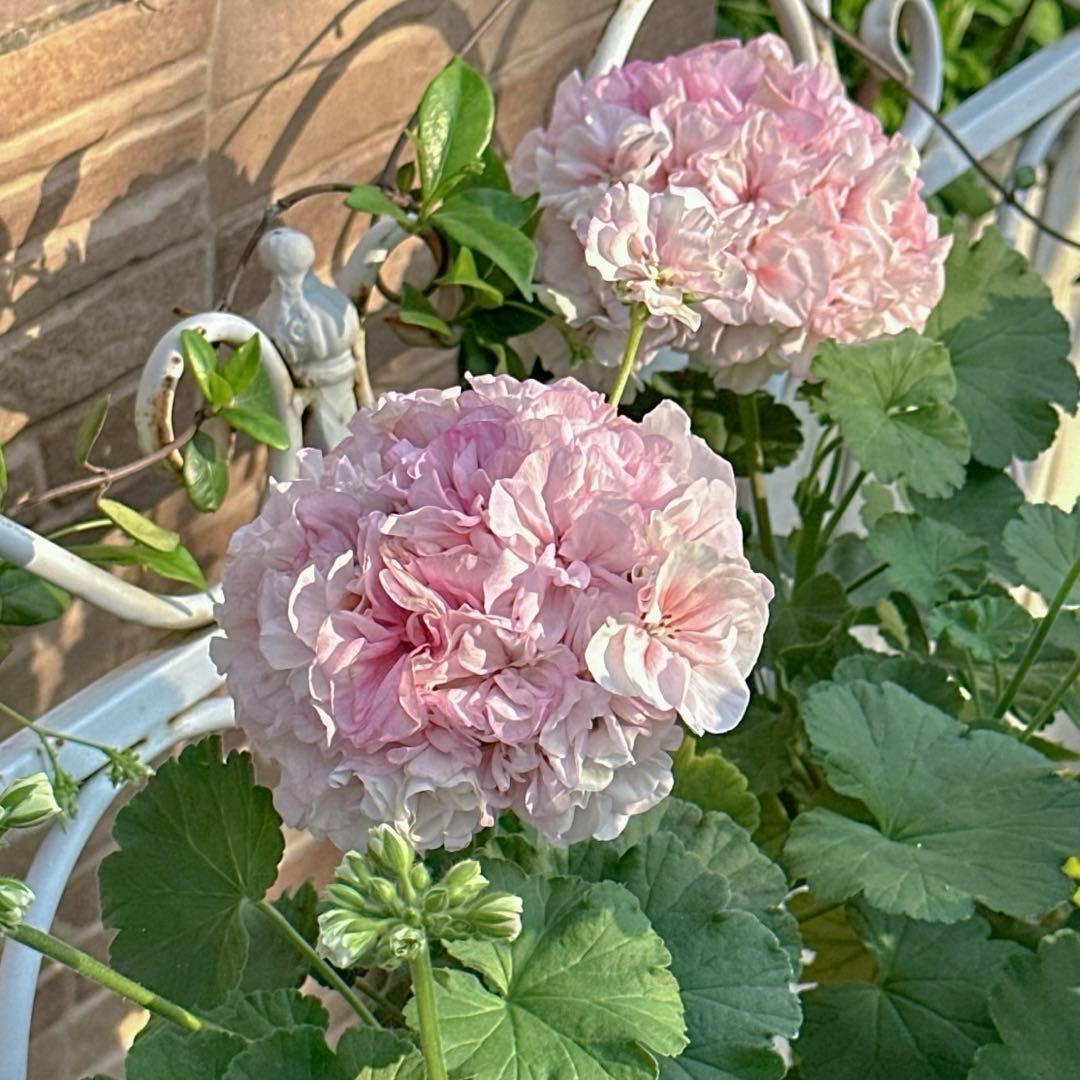 海外品種ゼラニウム　レア品種ゼラニウム　超珍しいゼラニウム　RB01