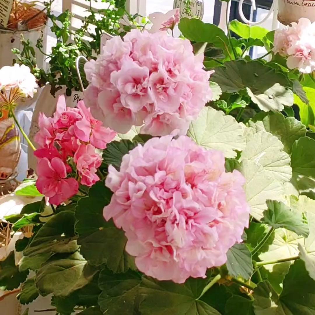 海外品種ゼラニウム　レア品種ゼラニウム　超珍しいゼラニウム　RB01