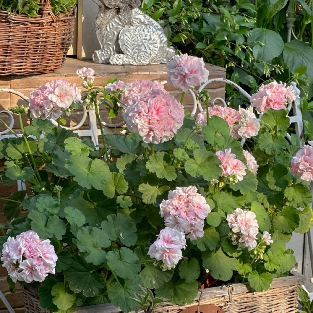 海外品種ゼラニウム　レア品種ゼラニウム　超珍しいゼラニウム　RB01