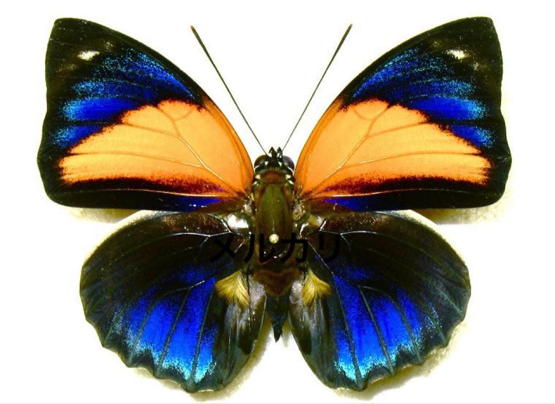 アグリアス・ペリクレス・ペリクレス・超高鮮度極美個体・奇跡の野外品 蝶標本