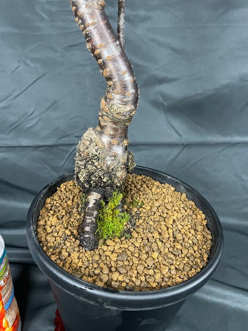 桜　河津桜　カワヅザクラ