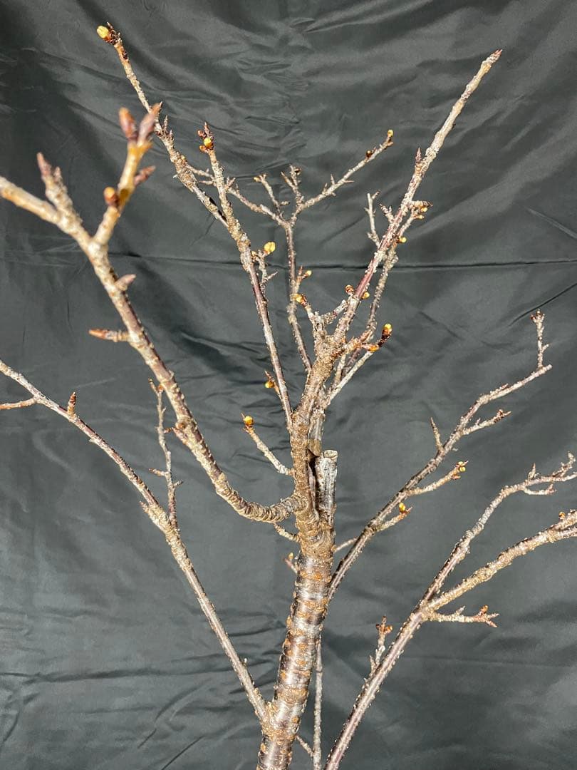 桜　河津桜　カワヅザクラ