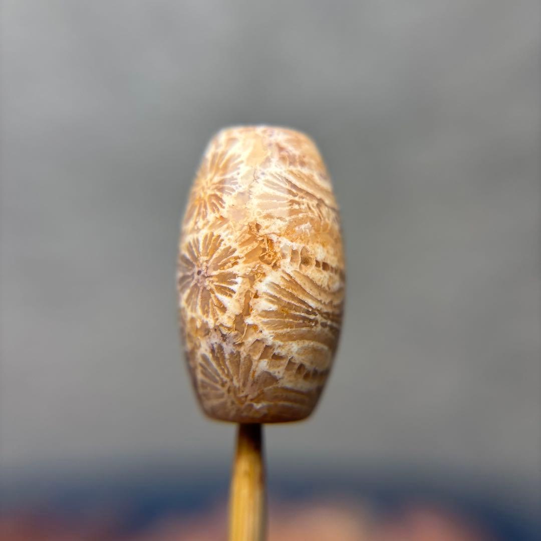 あずきちゃんフォッシルコーラル　天珠　1-303