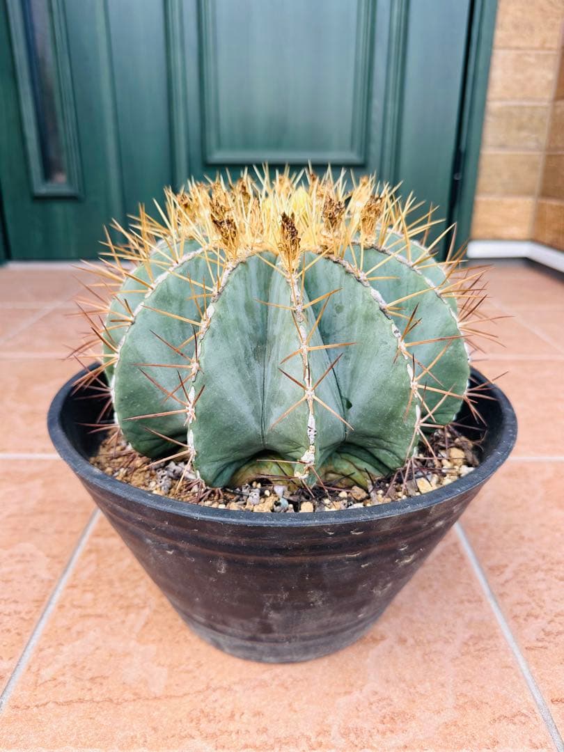 サボテン　王冠竜　ドライガーデン　ガーデニング