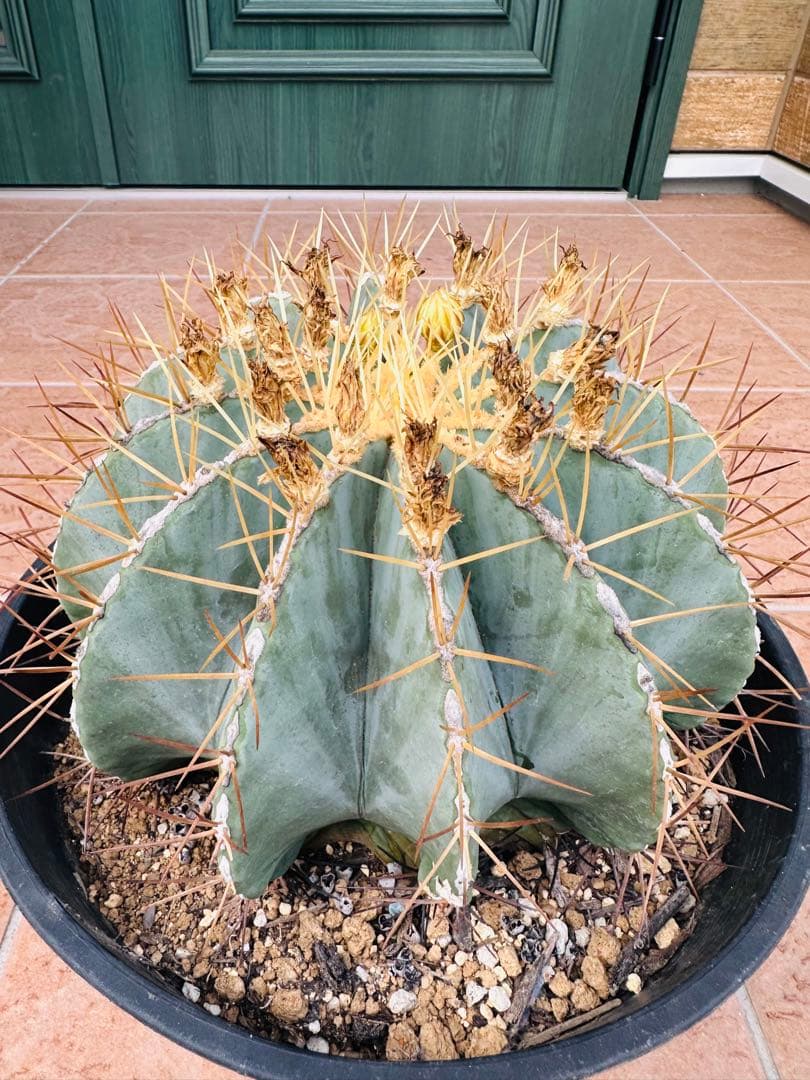 サボテン　王冠竜　ドライガーデン　ガーデニング