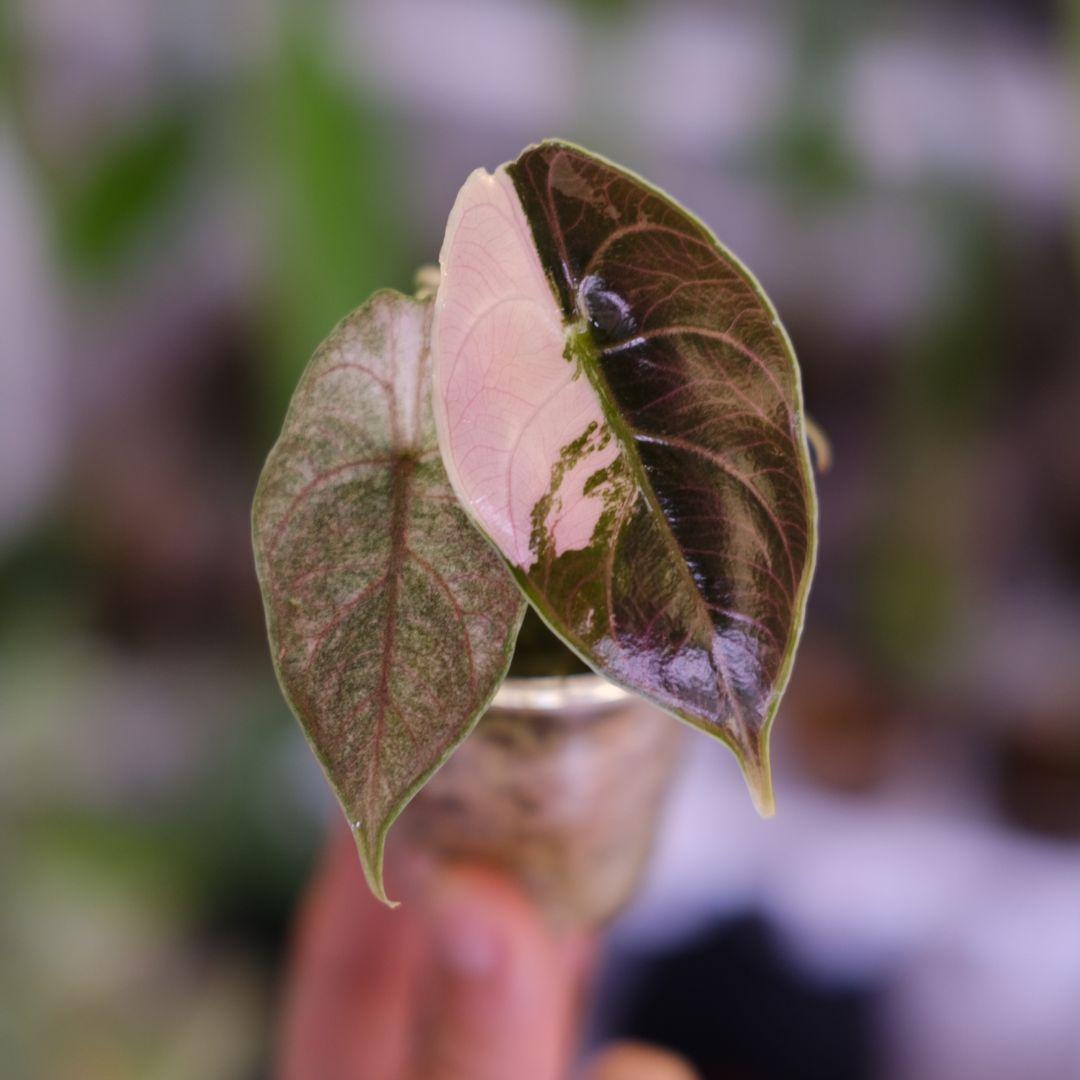 アロカシア アズラニー アルボ②│Alocasia azlanii albo