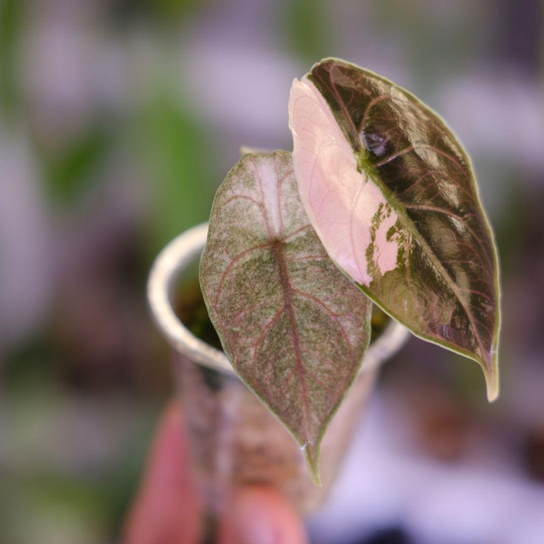 アロカシア アズラニー アルボ②│Alocasia azlanii albo
