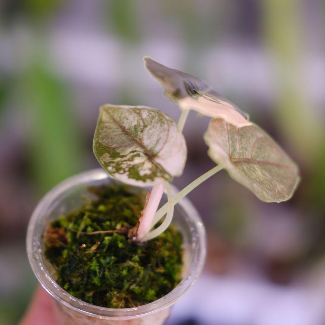 アロカシア アズラニー アルボ②│Alocasia azlanii albo