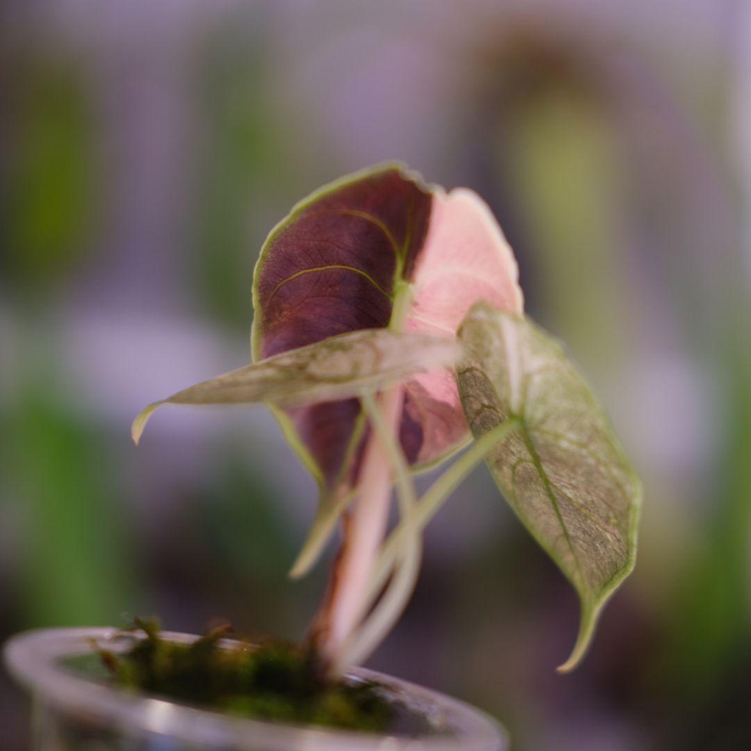 アロカシア アズラニー アルボ②│Alocasia azlanii albo