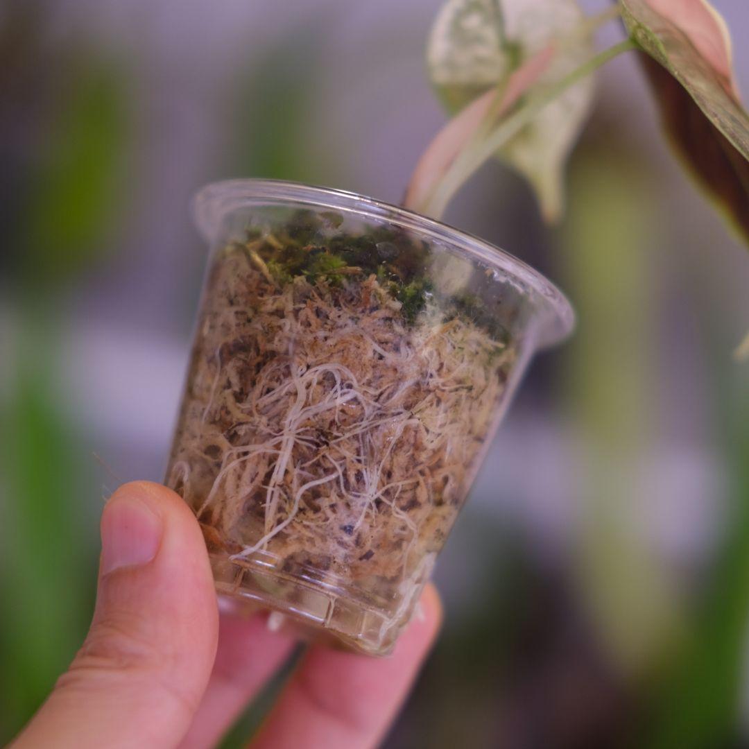 アロカシア アズラニー アルボ②│Alocasia azlanii albo