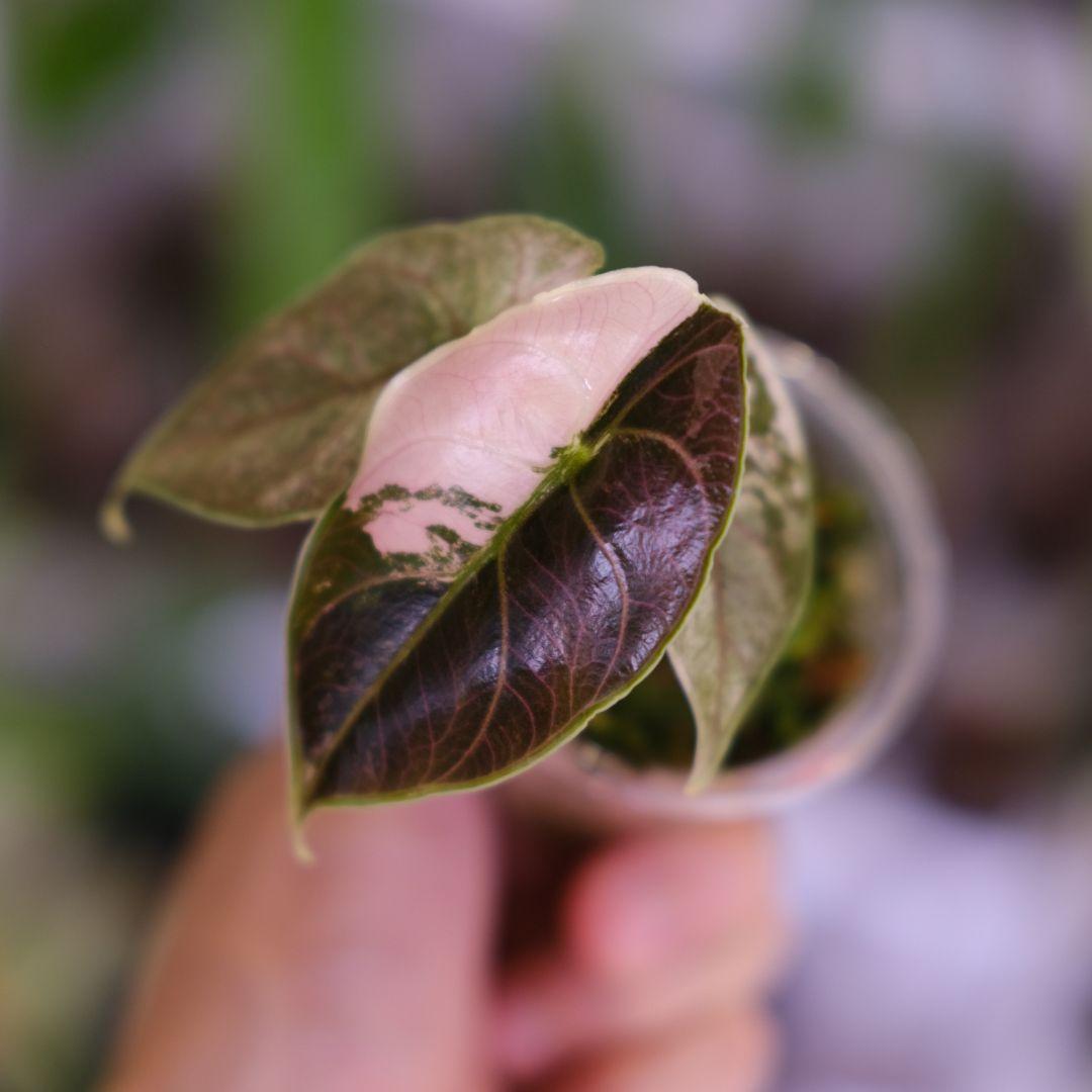 アロカシア アズラニー アルボ②│Alocasia azlanii albo