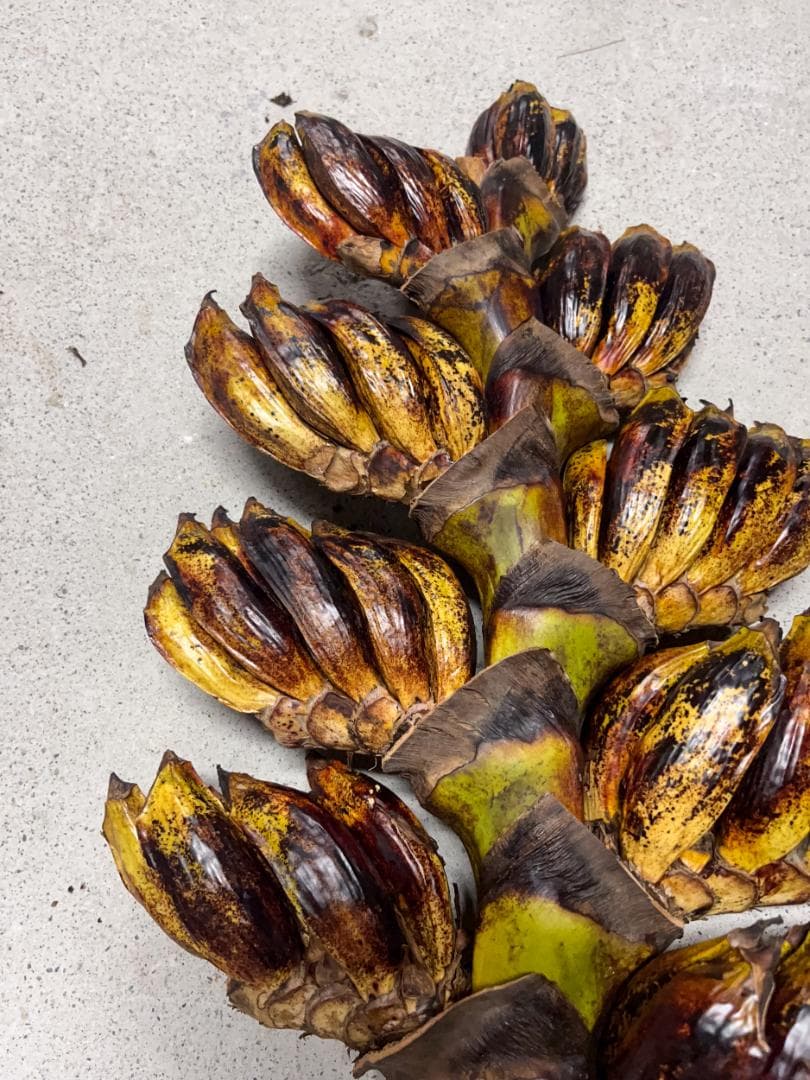 タビビトノキ 種子 丸ごと 3 旅人の木 青い種 開いてからのお楽しみ