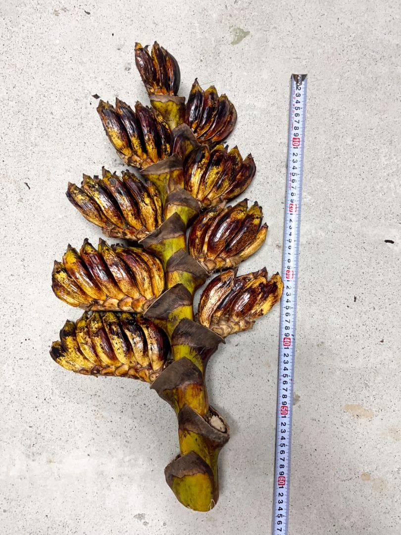 タビビトノキ 種子 丸ごと 3 旅人の木 青い種 開いてからのお楽しみ