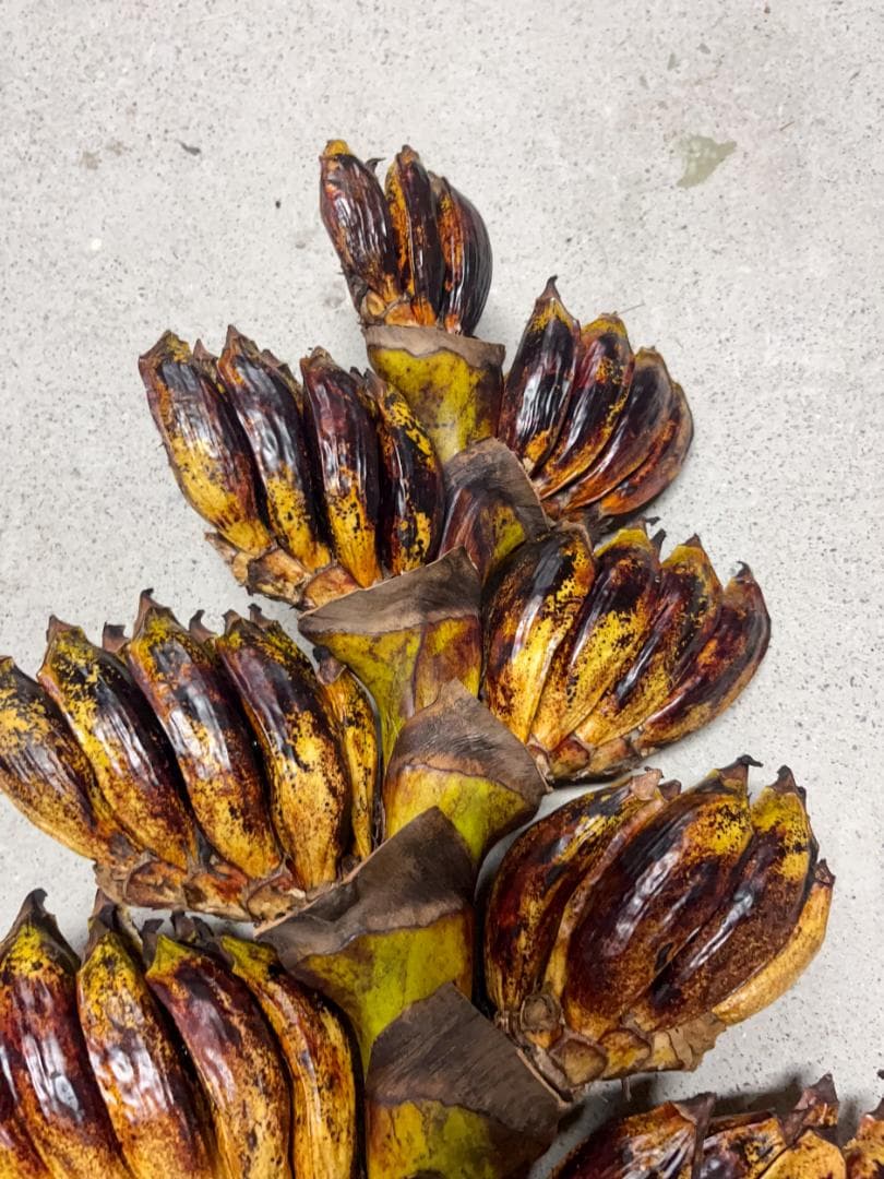 タビビトノキ 種子 丸ごと 3 旅人の木 青い種 開いてからのお楽しみ