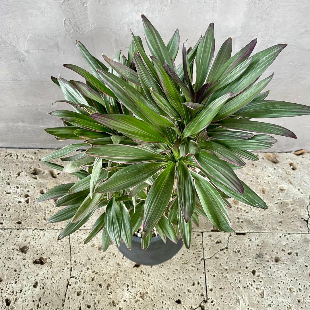 希少品種　コルジリネ　サンゴ　アンティーク調陶器鉢　植え込み発送