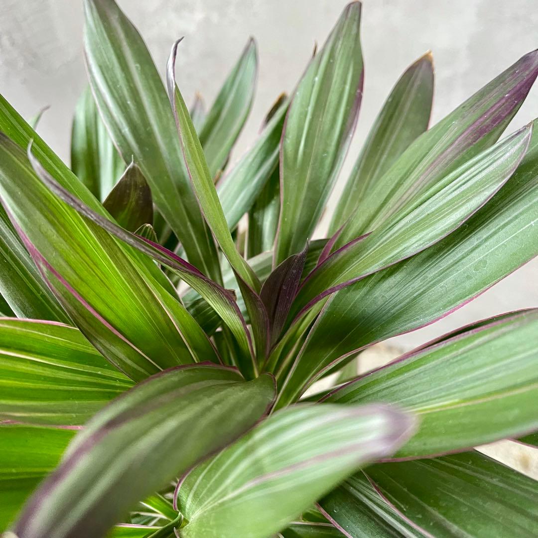 希少品種　コルジリネ　サンゴ　アンティーク調陶器鉢　植え込み発送