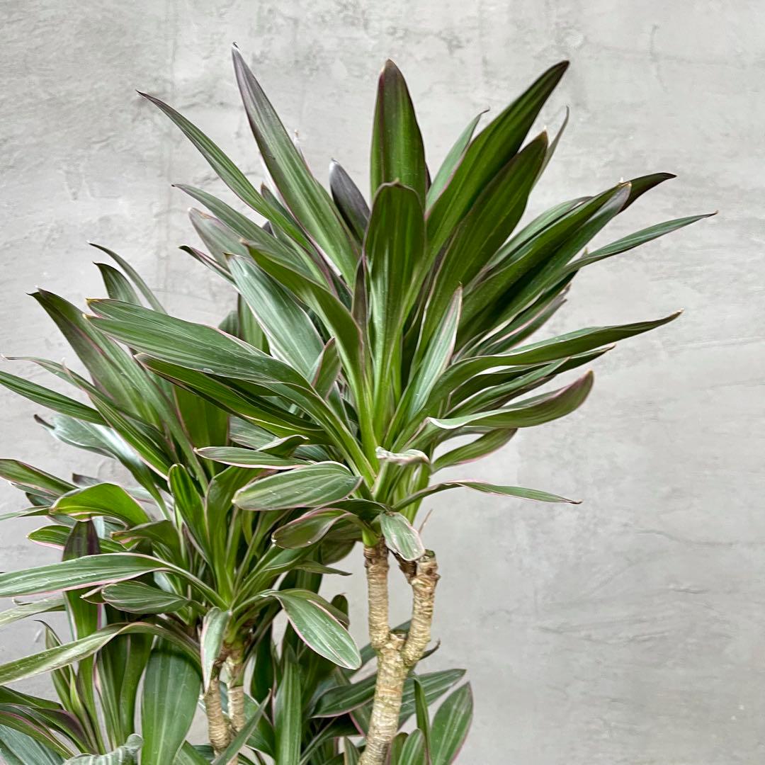 希少品種　コルジリネ　サンゴ　アンティーク調陶器鉢　植え込み発送