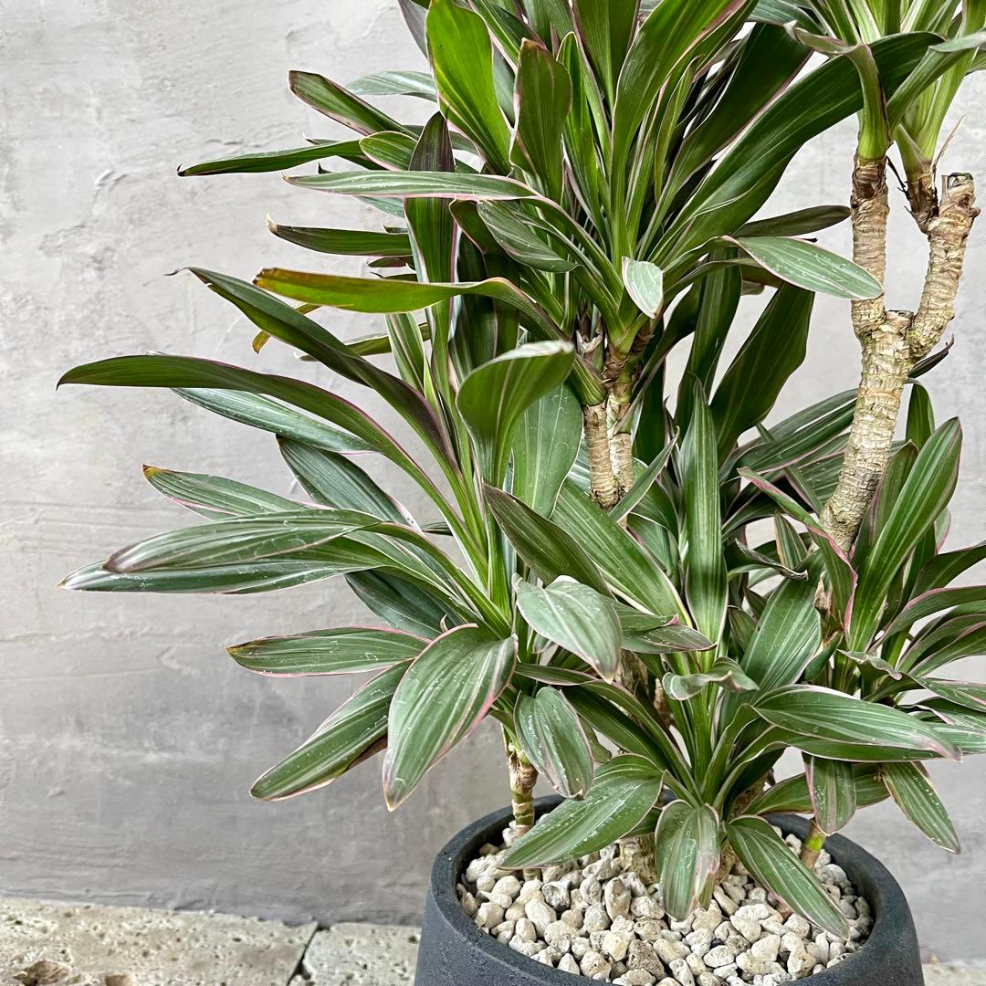 希少品種　コルジリネ　サンゴ　アンティーク調陶器鉢　植え込み発送