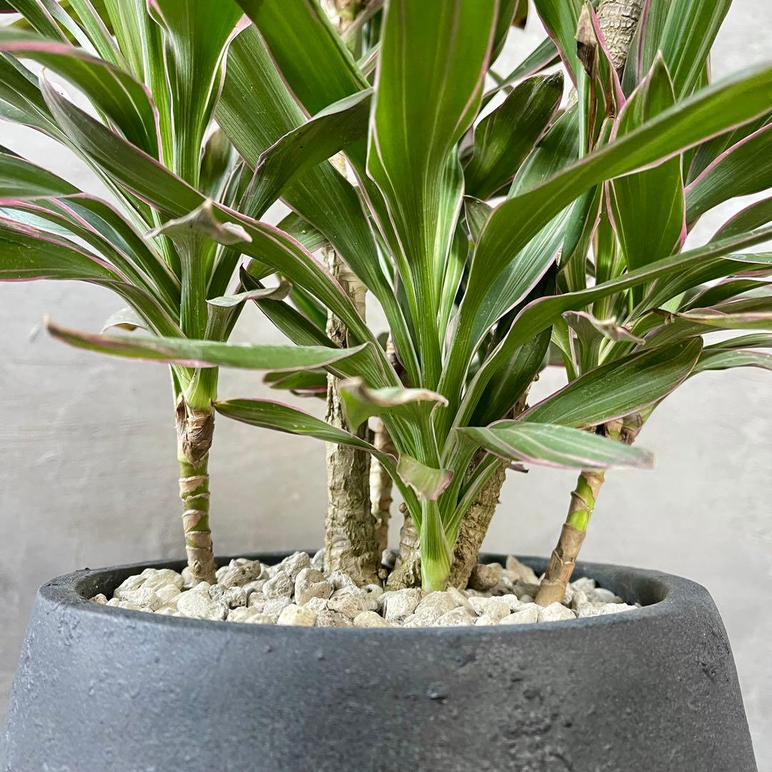 希少品種　コルジリネ　サンゴ　アンティーク調陶器鉢　植え込み発送