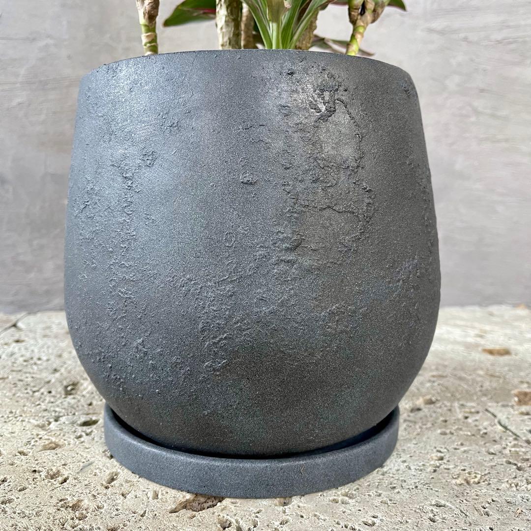 希少品種　コルジリネ　サンゴ　アンティーク調陶器鉢　植え込み発送