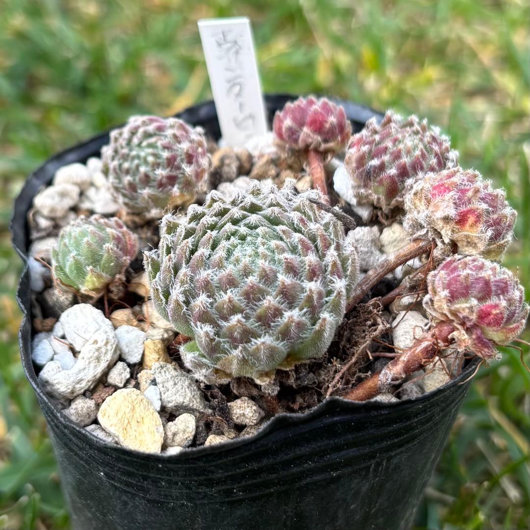 センペルビウム　ウィンタービューティー