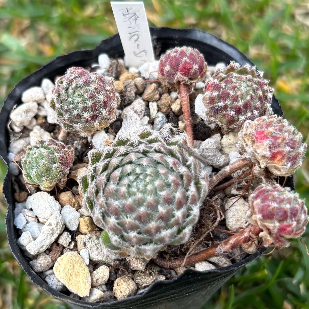 センペルビウム　ウィンタービューティー